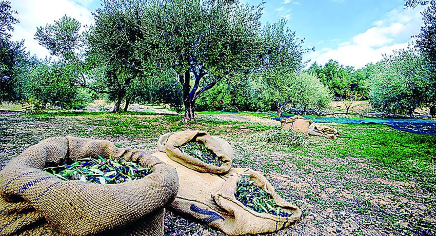 Αχαΐα: Η κλιματική κρίση «χτυπά» την Ελιά