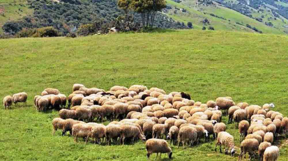 Δυτ. Ελλάδα: Μέτρα κατά τη διακίνηση ζωοτροφών για τον περιορισμό της ευλογιάς των αιγοπροβάτων