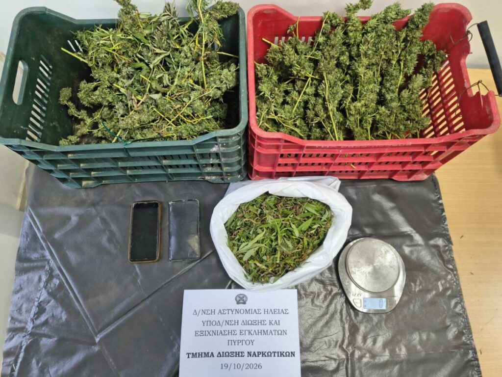 Ηλέια: Προφυλακίστηκαν πατέρας και γιος για τη φυτεία με τα 310 δενδρύλλια κάνναβης